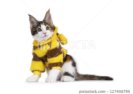 Maine Coon cat kitten on white background Maine Coon cat kitten on white background 127408799