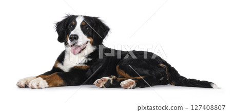 Berner Sennen dog on white background 127408807