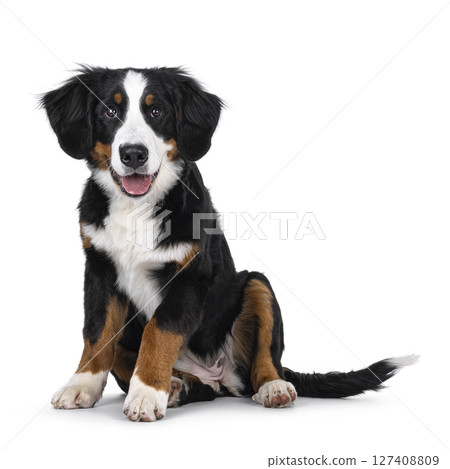 Berner Sennen dog on white background Berner Sennen dog on white background 127408809