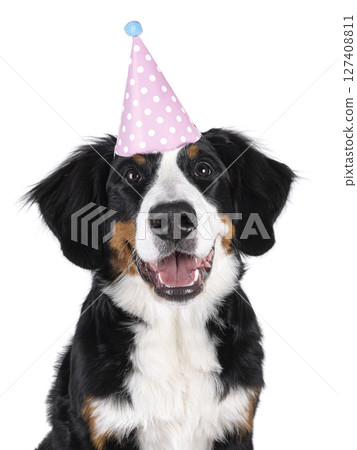Berner Sennen dog on white background 127408811