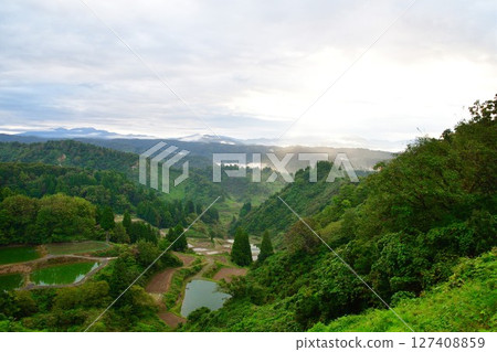 Morning rice terraces at Yamakoshi Ipponsugi (Niigata Prefecture) 127408859