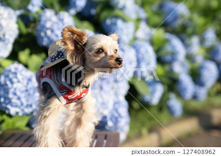 Hydrangea and smiling Yorkshire terrier Hydrangea and smiling Yorkshire terrier 127408962