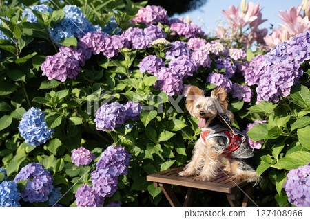 繡球花和微笑的約克夏犬 127408966