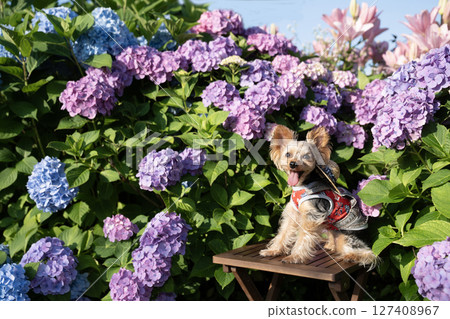 Hydrangea and smiling Yorkshire terrier 127408967
