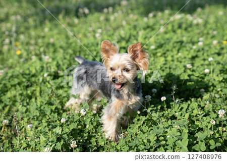 綠草和微笑的約克夏犬 127408976