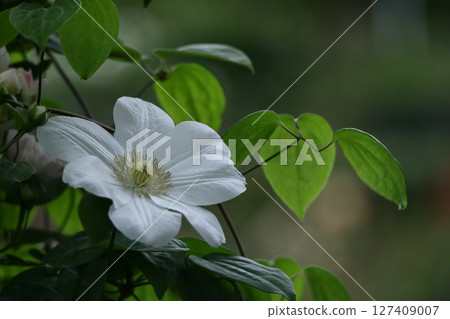 藤蔓女王 藤蔓女王 127409007