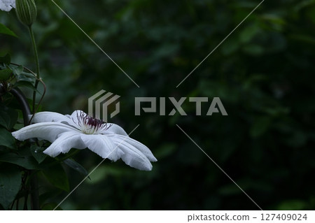 藤蔓女王 藤蔓女王 127409024