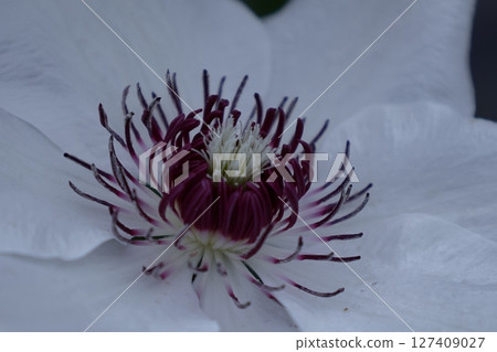 Queen of vines 127409027