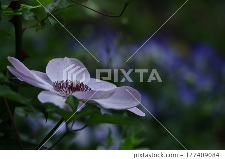 藤蔓女王 127409084