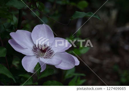 藤蔓女王 藤蔓女王 127409085