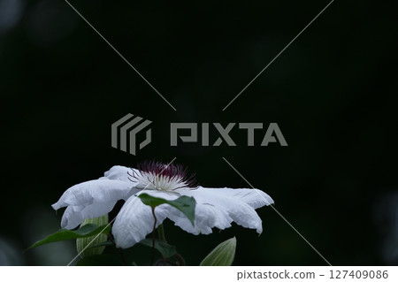 藤蔓女王 127409086