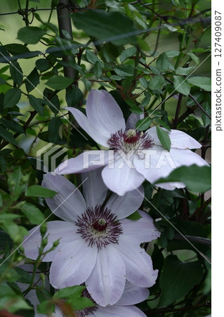 Queen of vines 127409087