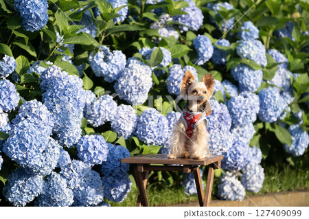 Hydrangea and smiling Yorkshire terrier 127409099