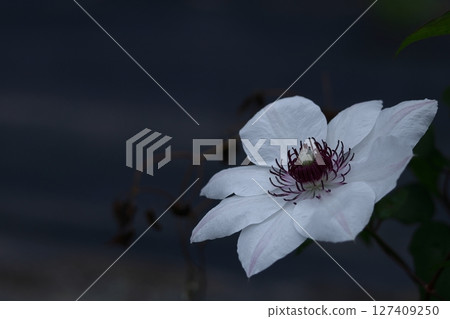 Queen of vines 127409250