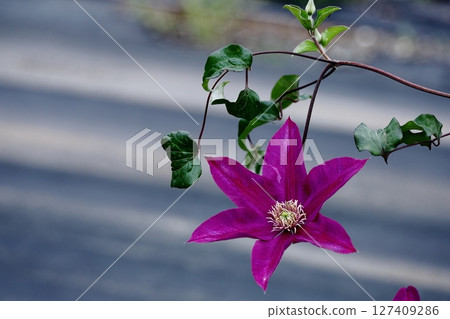 藤蔓女王 127409286