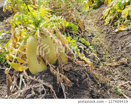 Wild-flavored radish 127409419