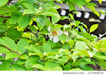 雨中盛開的山茶花(夏季、六月) 雨中盛開的山茶花(夏季、六月) 127409530