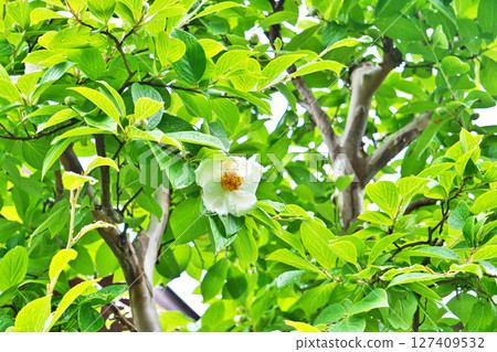 雨中盛開的山茶花（夏季、六月） 127409532