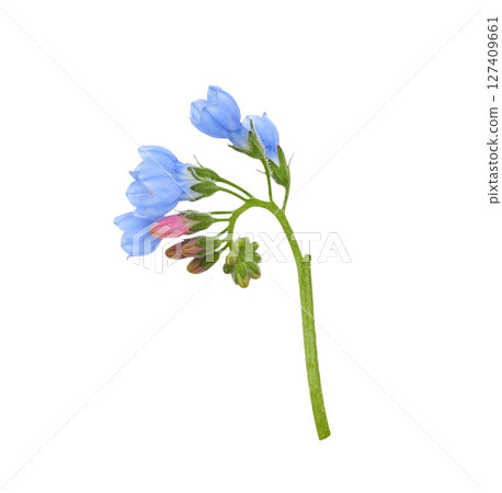 Bundle of blue symphytum flowers and buds isolated on white 127409661