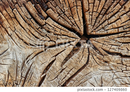 Tree trunk texture Tree trunk texture 127409860