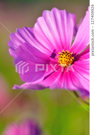 彌彥的波斯菊（新潟縣） 127409926