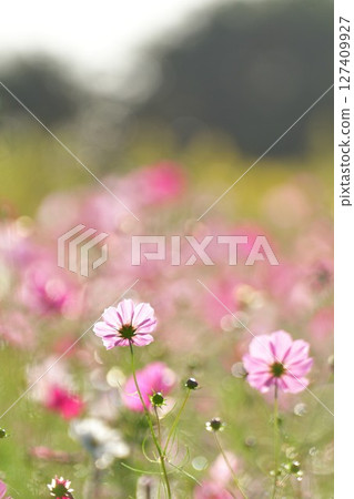 彌彥的波斯菊（新潟縣） 127409927