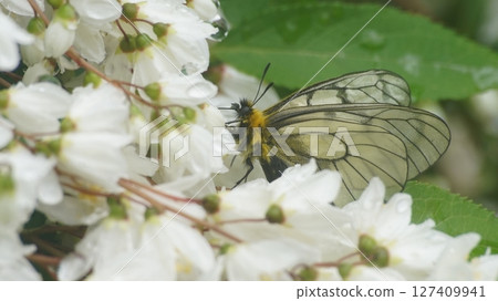 傘蕎麥麵吮吸蜂蜜花蜜 傘蕎麥麵吮吸蜂蜜花蜜 127409941