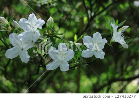 Blooming passion flower 127410277