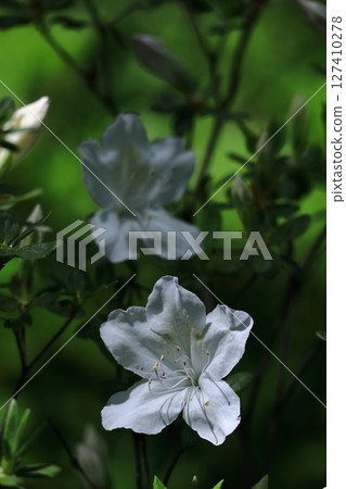 Blooming passion flower 127410278