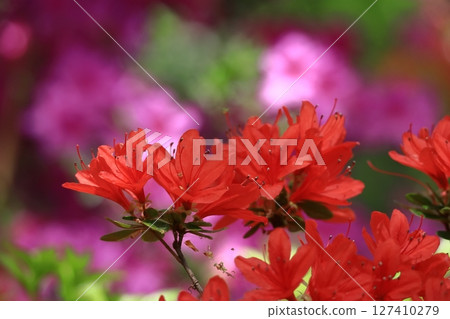 盛開的激情花 127410279