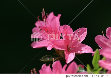Blooming passion flower Blooming passion flower 127410306