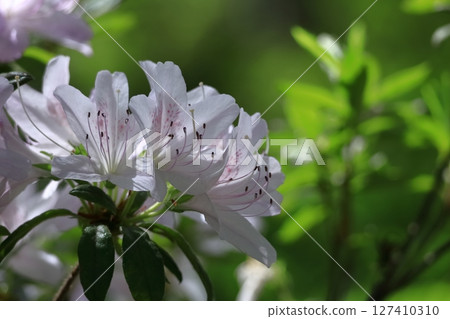 盛開的激情花 盛開的激情花 127410310