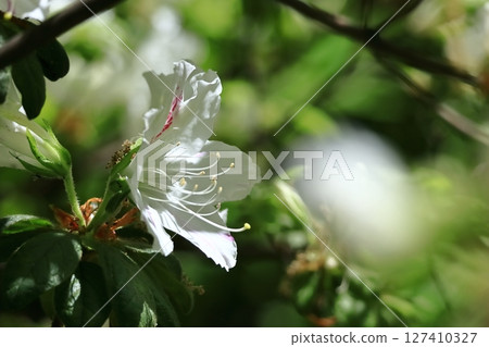 Blooming passion flower 127410327