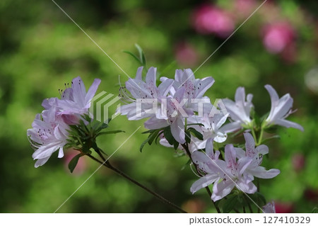 Blooming passion flower Blooming passion flower 127410329