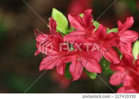 Blooming passion flower 127410330