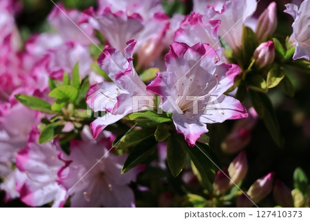 盛開的激情花 127410373