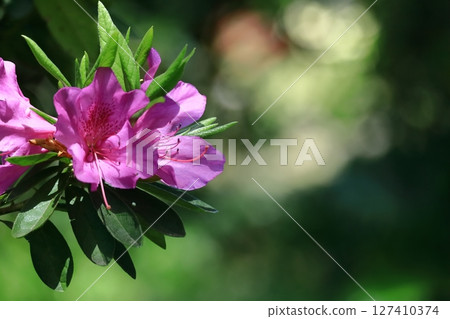 盛開的激情花 127410374