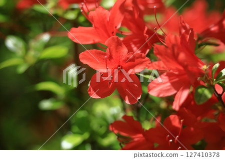 盛開的激情花 127410378
