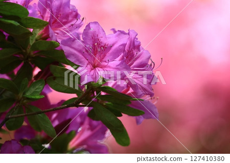 Blooming passion flower 127410380