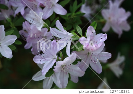 盛開的激情花 盛開的激情花 127410381