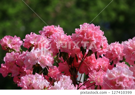 Blooming passion flower Blooming passion flower 127410399