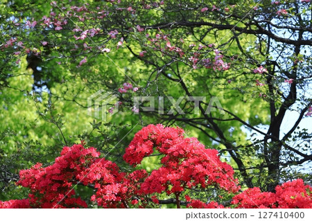盛開的激情花 127410400