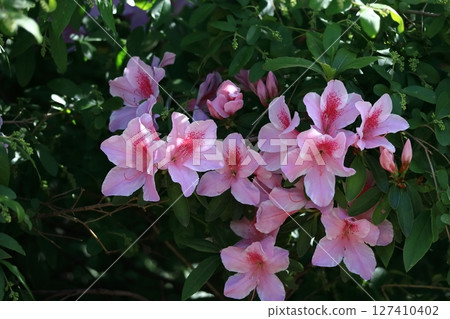 盛開的激情花 盛開的激情花 127410402