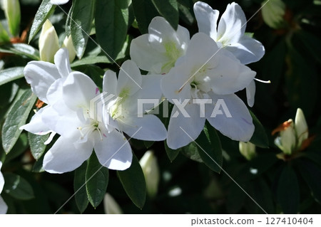 盛開的激情花 盛開的激情花 127410404