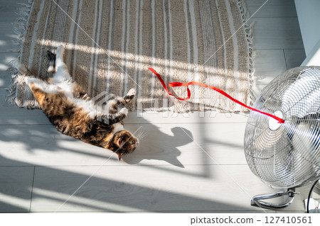 Playful cat lying on the floor, escapes from heat with help of fan, playing with red ribbon on wind. Playful cat lying on the floor, escapes from heat with help of fan, playing with red ribbon on wind. 127410561