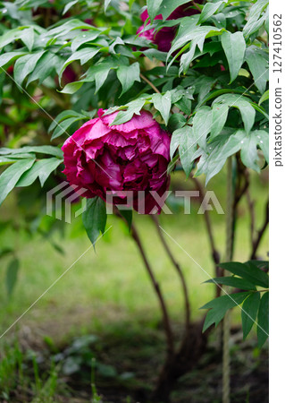 Blooming shrub of Paeonia suffruticosa with pink flowers in summer garden Blooming shrub of Paeonia suffruticosa with pink flowers in summer garden 127410562