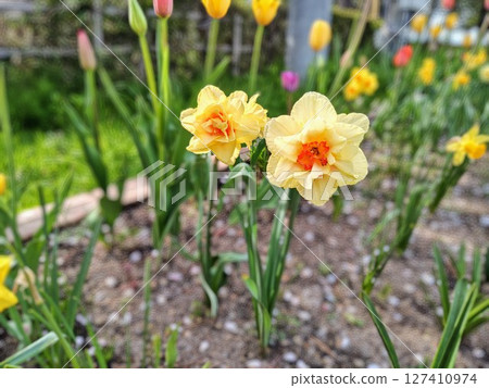 Beautiful daffodils blooming in a spring flowerbed Beautiful daffodils blooming in a spring flowerbed 127410974