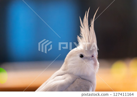 Close-up of a white cockatiel with a crest (blurred background) 127411164
