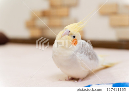 A cute cockatiel tilting its head (indoors) 127411165
