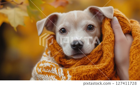 Adorable Terrier Puppy In A Cozy Blanket In A Fall Park 127411728